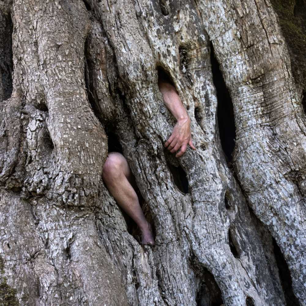 ein Foto, auf dem aus den Löchern eines alten, dicken Baumstamms ein Arm und ein Bein ragen
