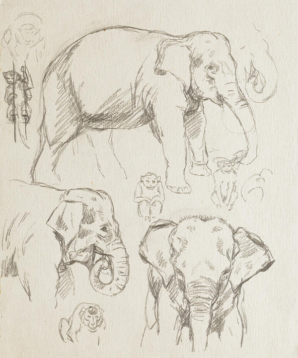 ein Zeichenblatt mit Bleistiftskizzen eines Elefanten